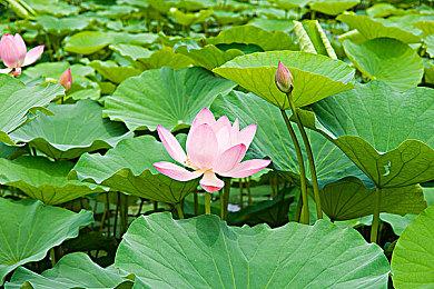 《刺客信条：影》通关谢幕长达2小时引热议 开发规模巨大